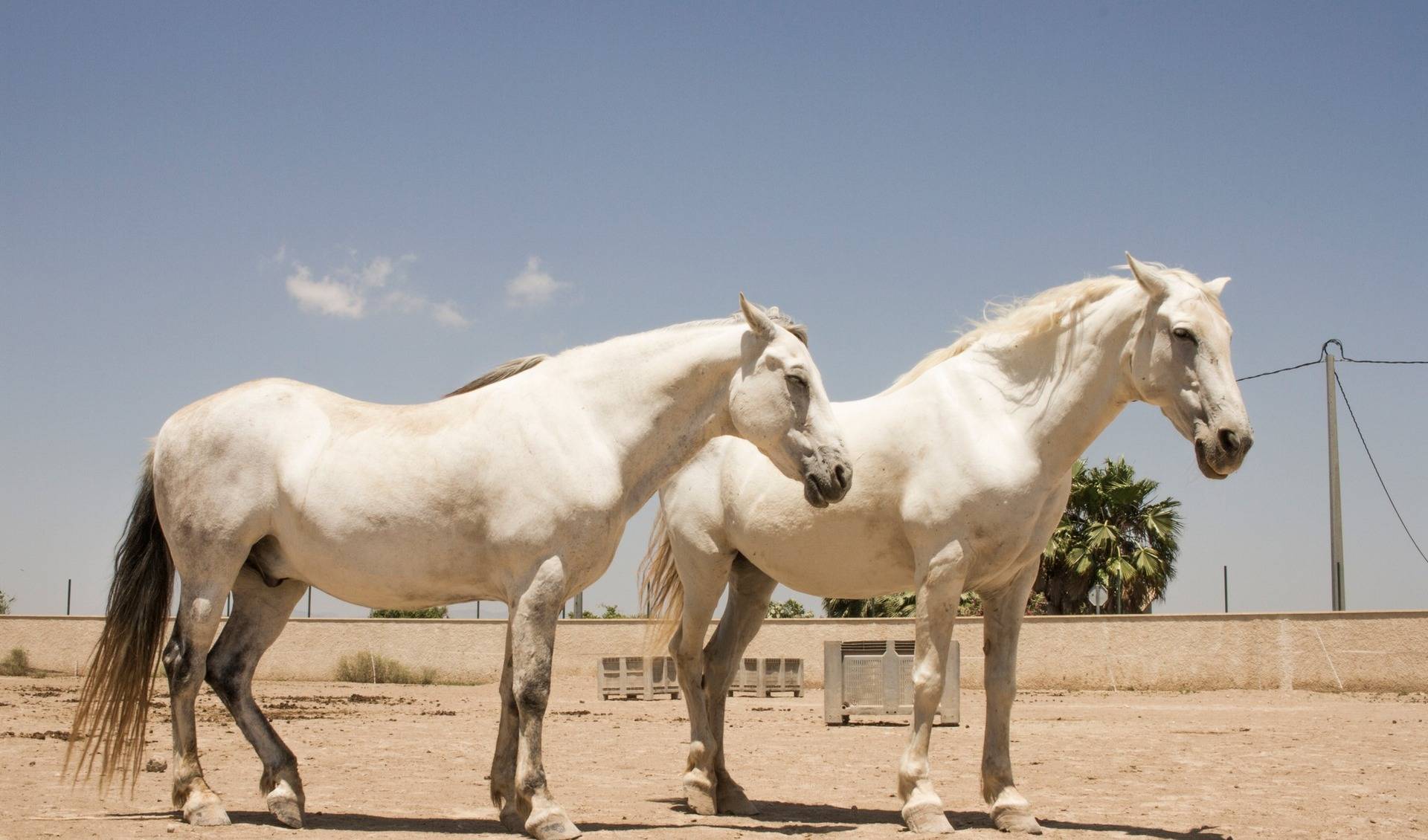 Easy Horse Care Rescue Centre