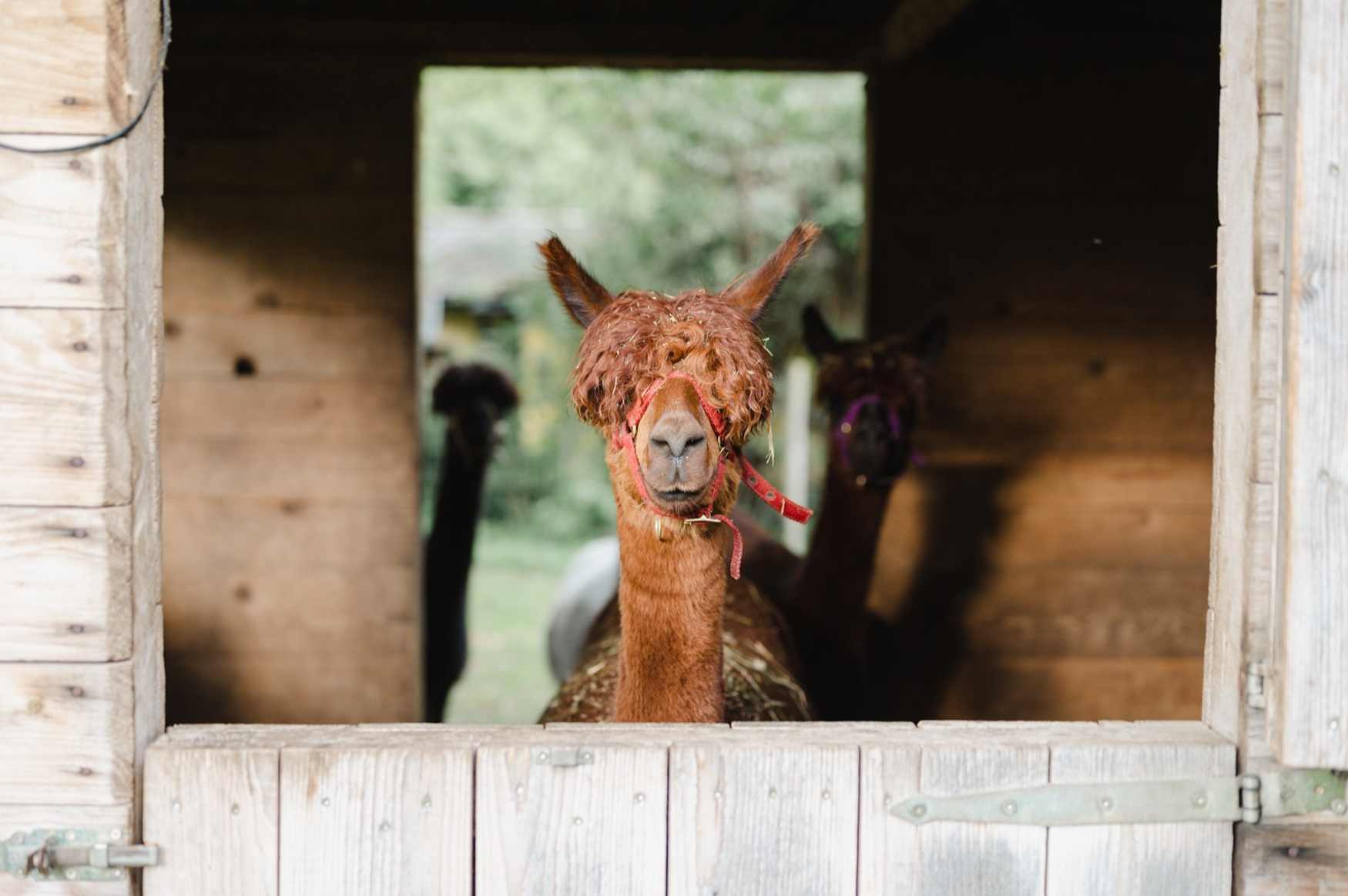 Erlebnisbauernhof Groedig photo 1