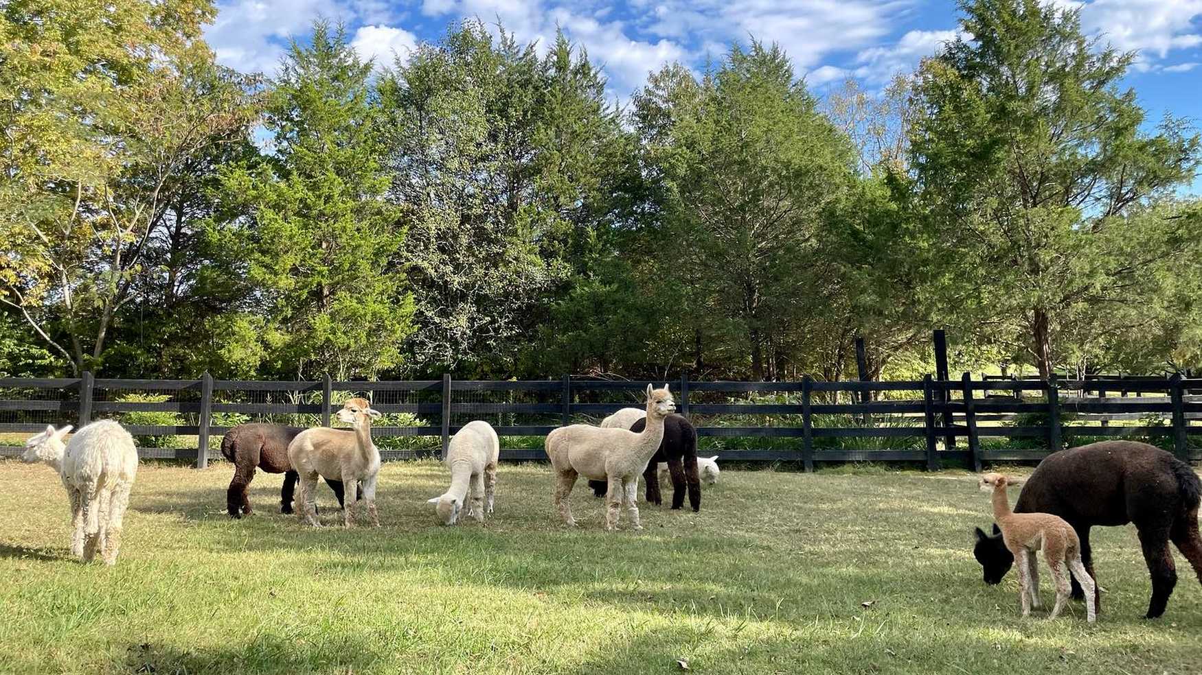 Farm and Fleece Alpaca Ranch