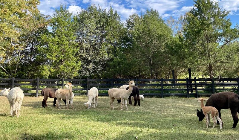 Farm and Fleece Alpaca Ranch
