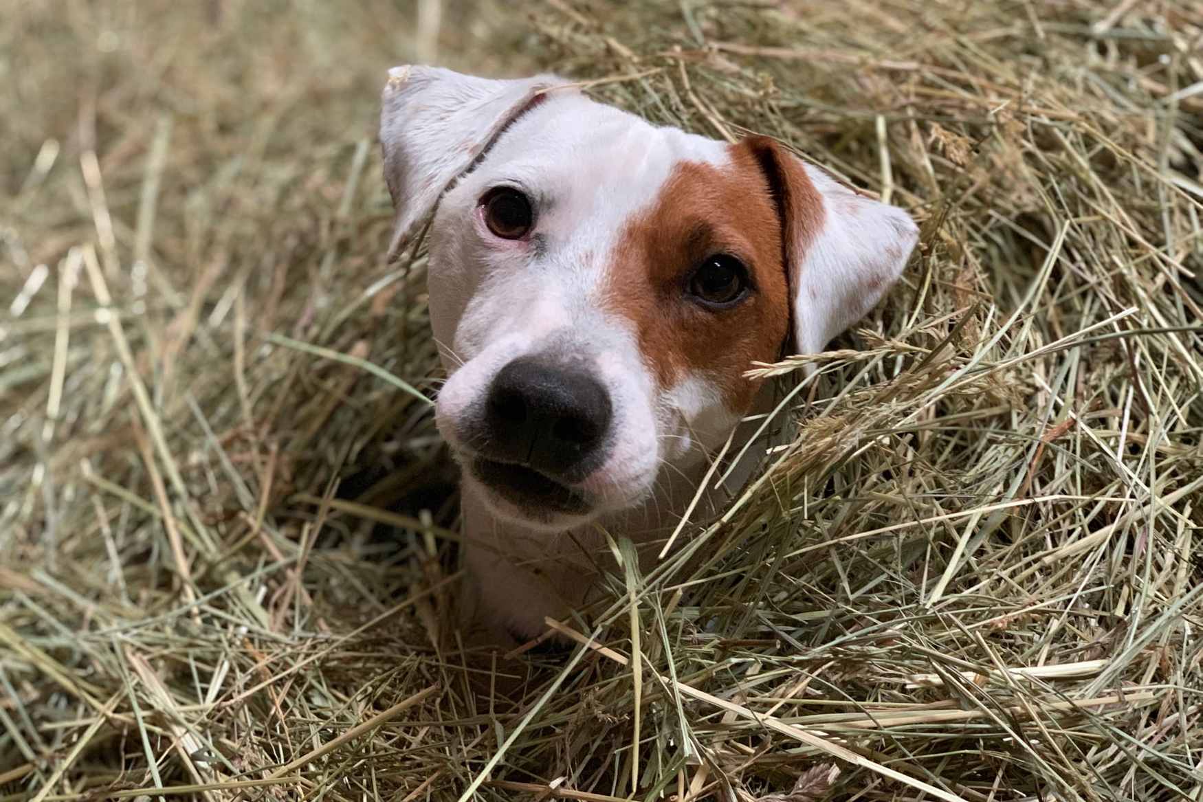 Farma Moulisovych photo 1