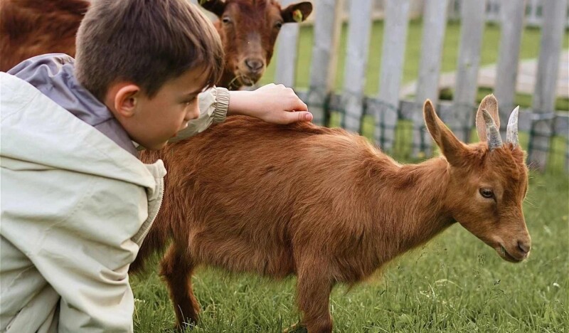 Feriengut Oberhabach Farm