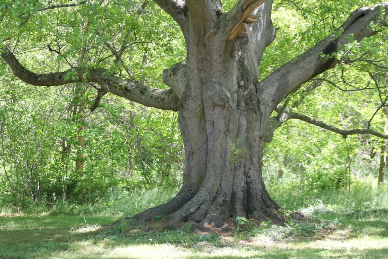 Forest Hills Park photo 1