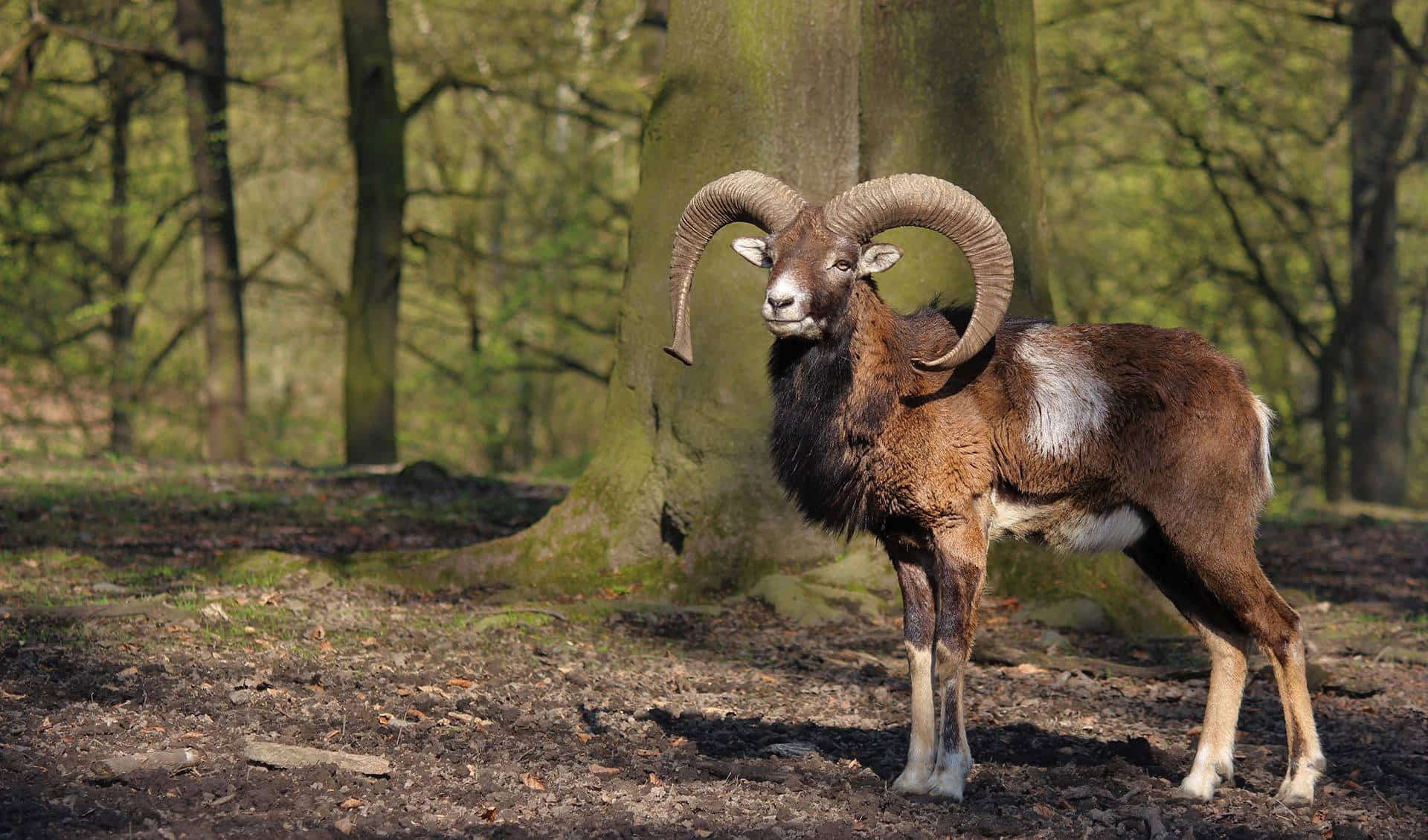 Forest and Wildpark Rolandseck