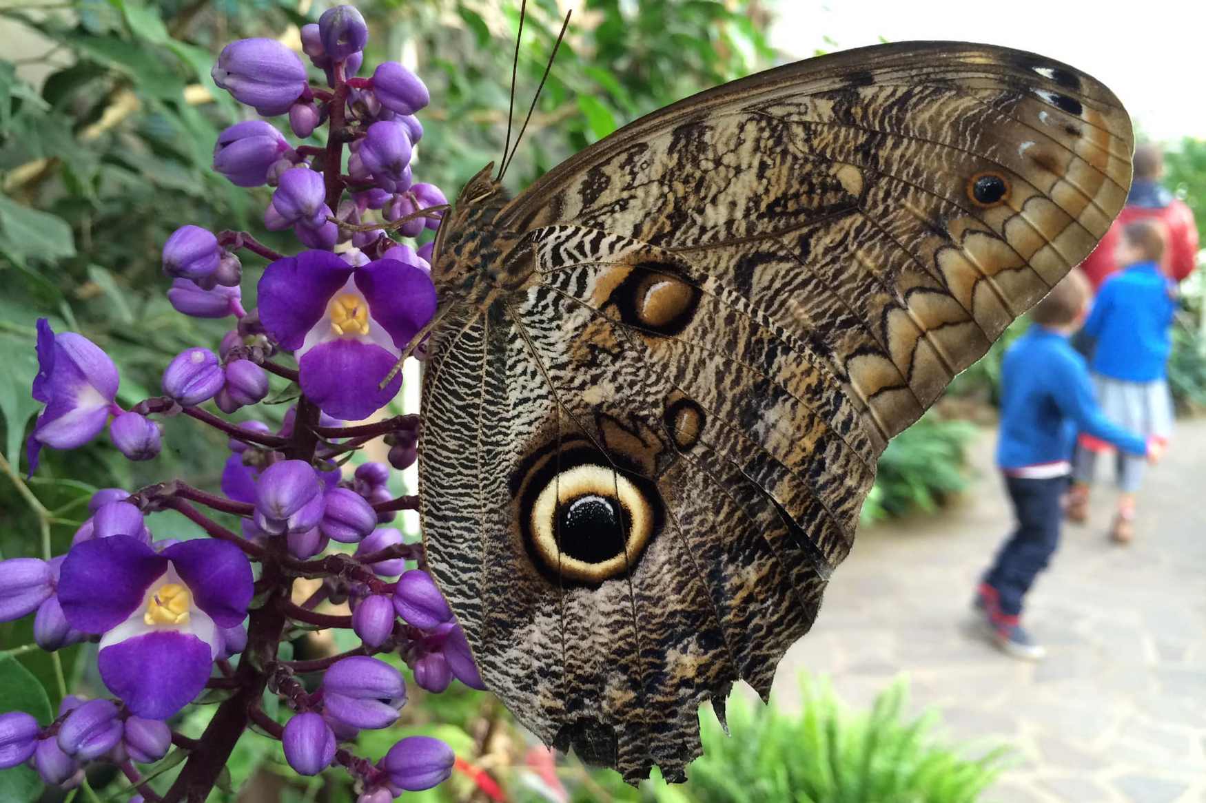 Friedrichsruh Butterfly Garden