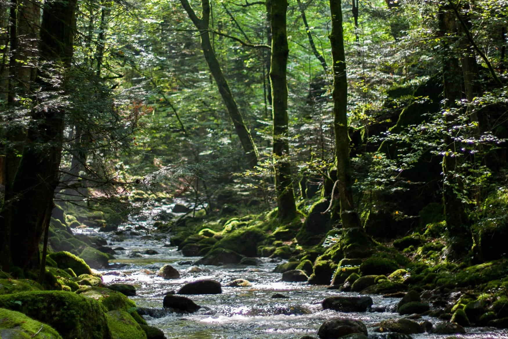 Geroldsau Waterfall photo 1