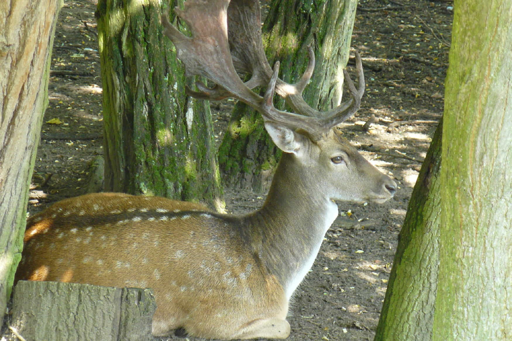 Waldzoo Offenbach фото 1