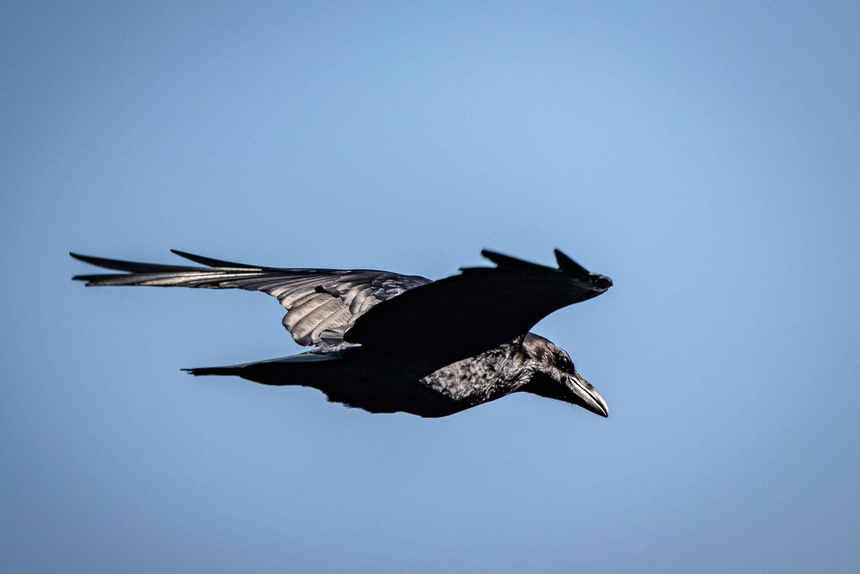 Greifvogelwarte Riegersburg photo 1