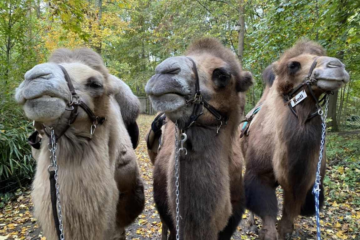 Haustierfarm photo 1