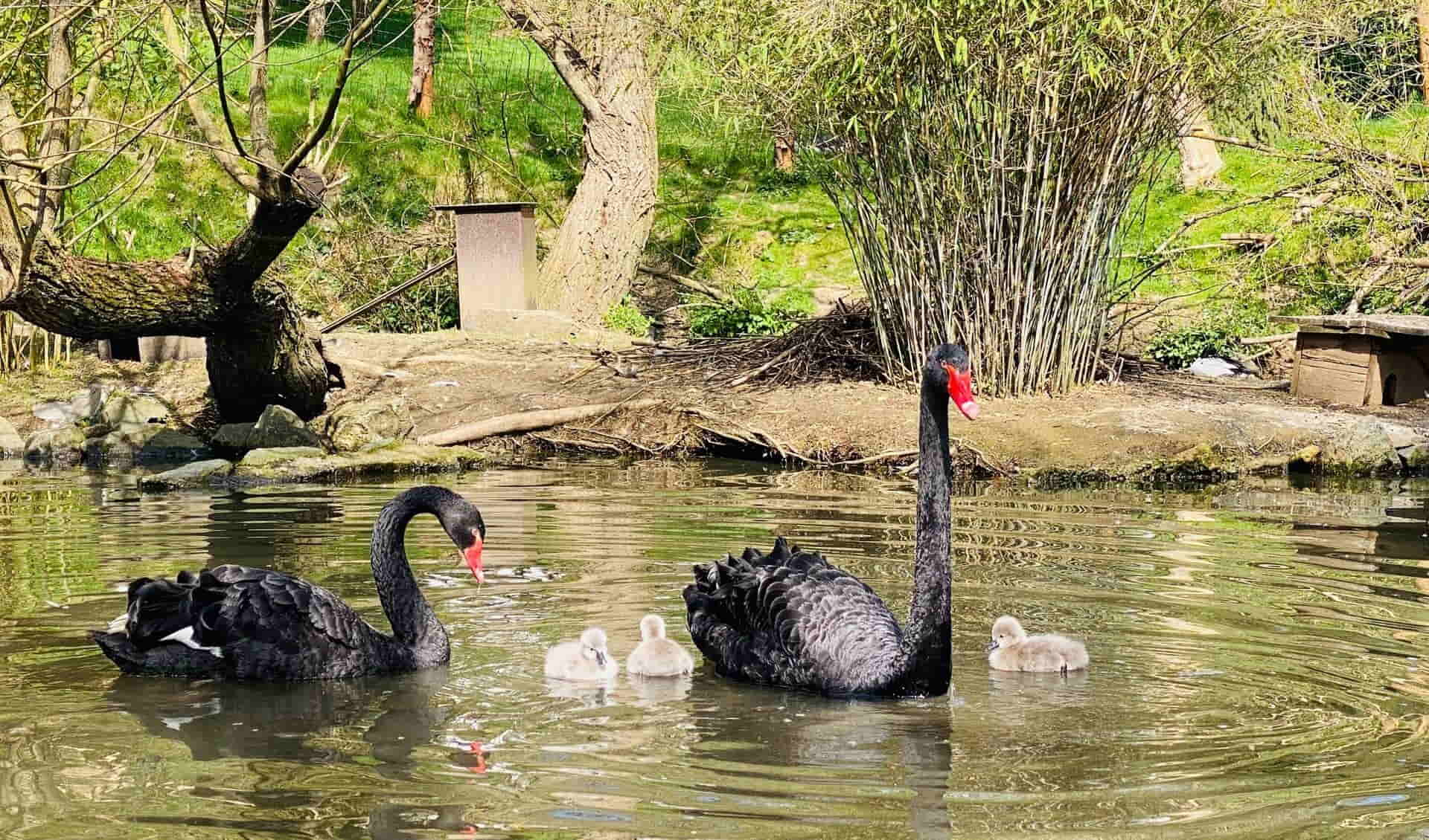 Herborn GmbH Zoo