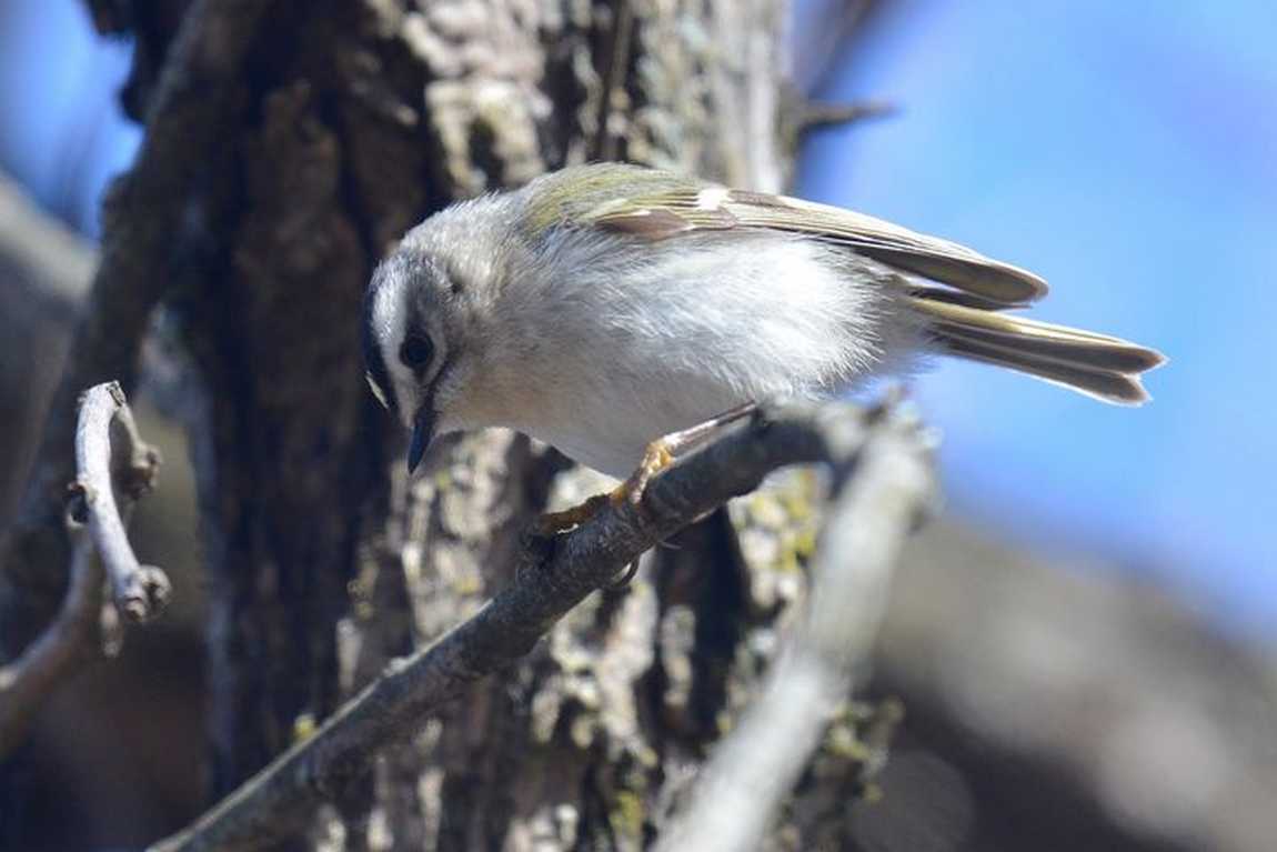 beaver lake bird sanctuary photo 6