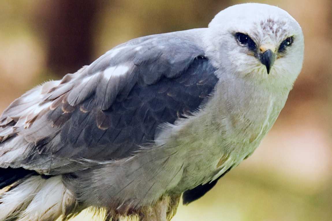 carolina raptor center photo 2