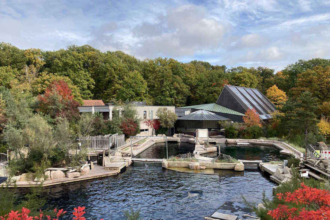 dolphinarium in the zoo of nuremberg photo 3