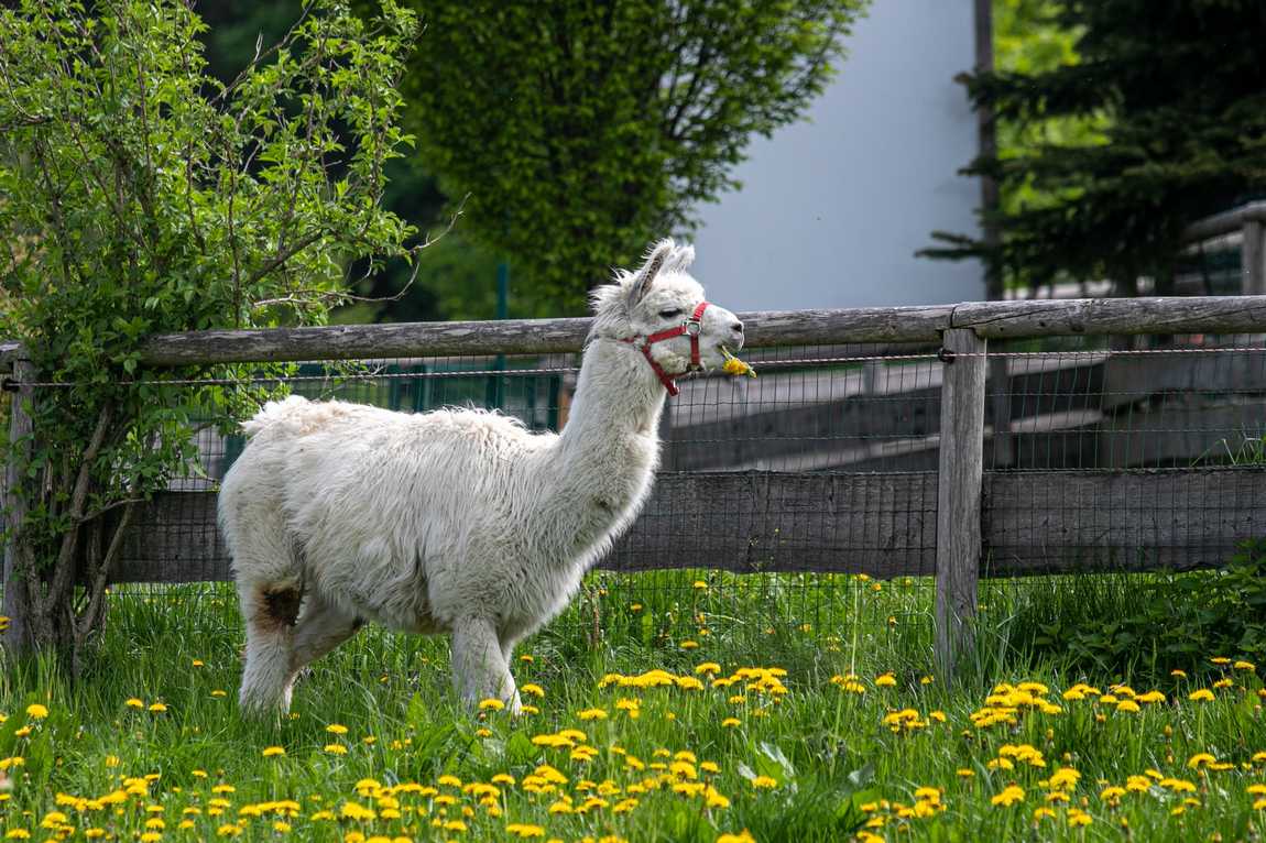 gut aiderbichl henndorf farm photo 2