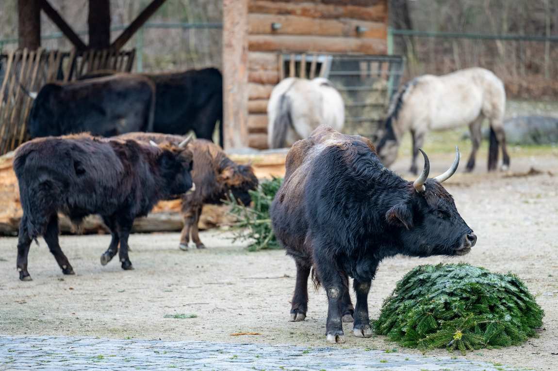 hellabrunn zoo photo 3