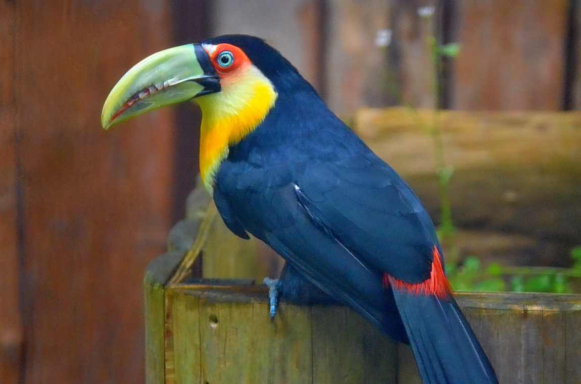 hodonin zoo photo 1