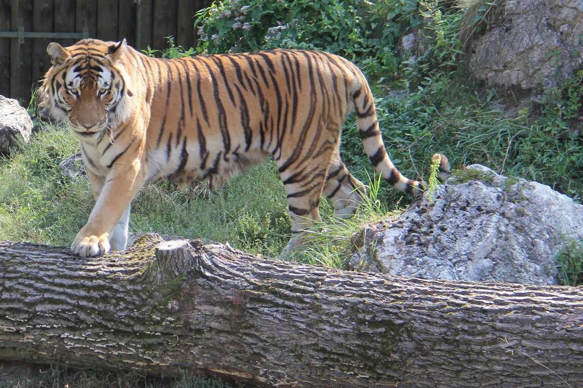 hodonin zoo photo 2