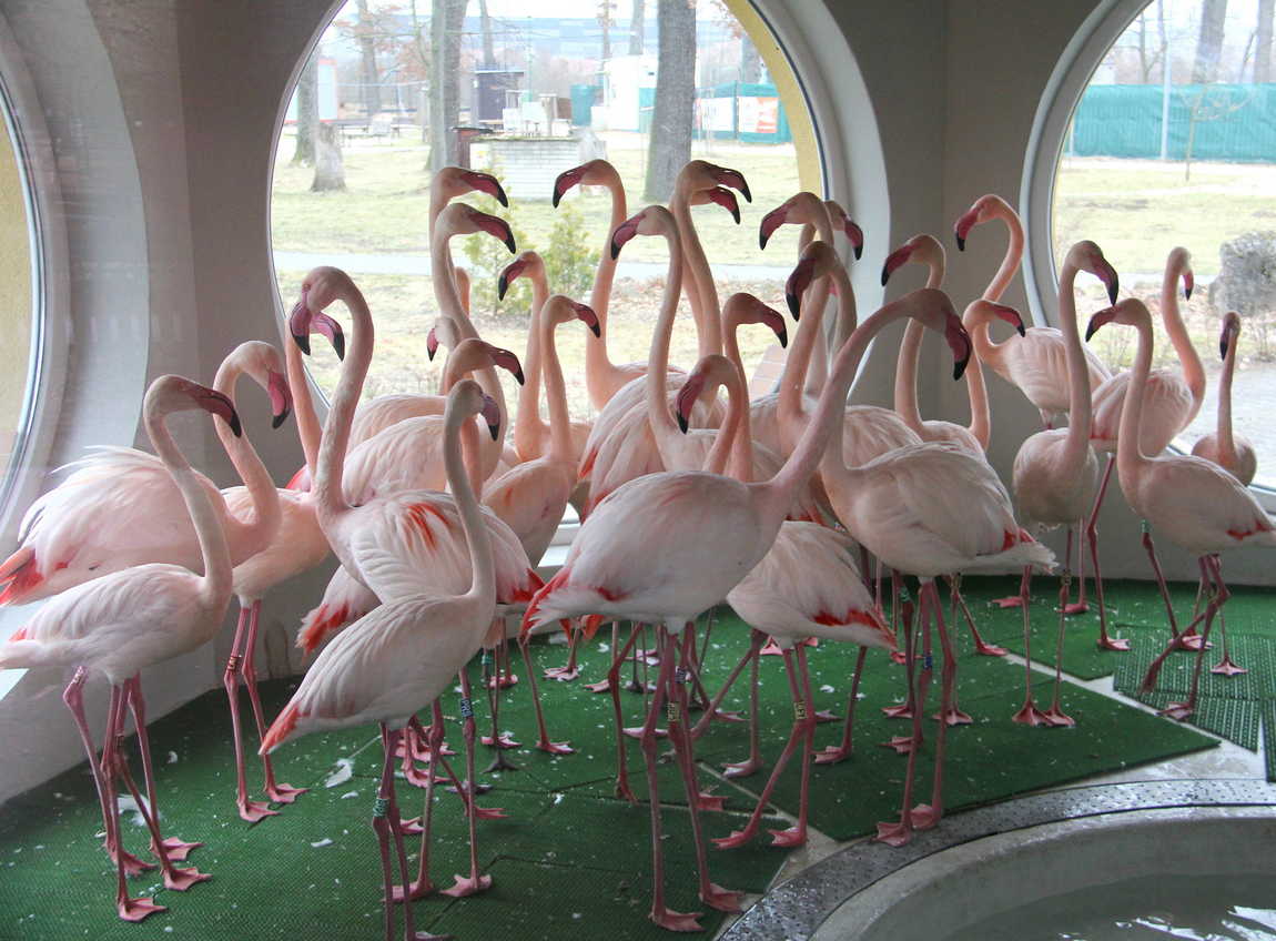 hodonin zoo photo 3