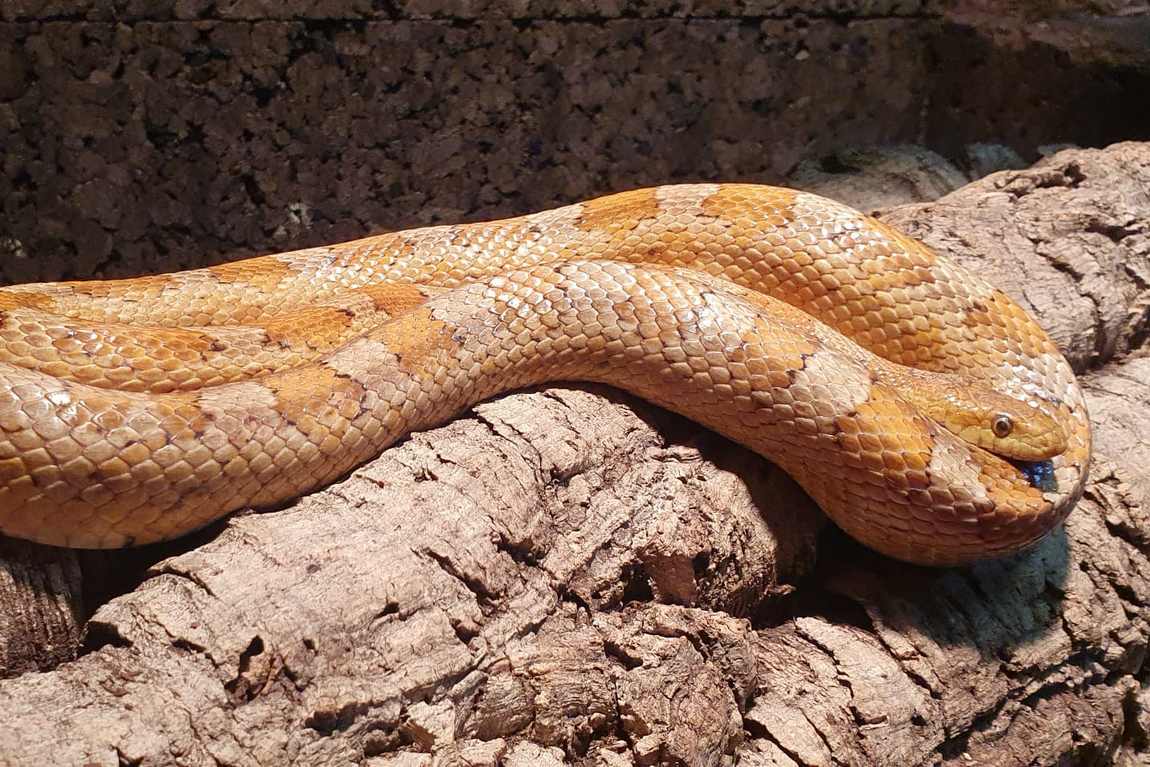 kobelt zoo photo 4
