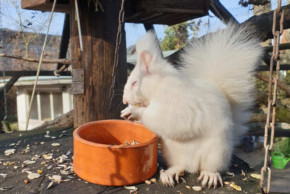 kobelt zoo photo 2