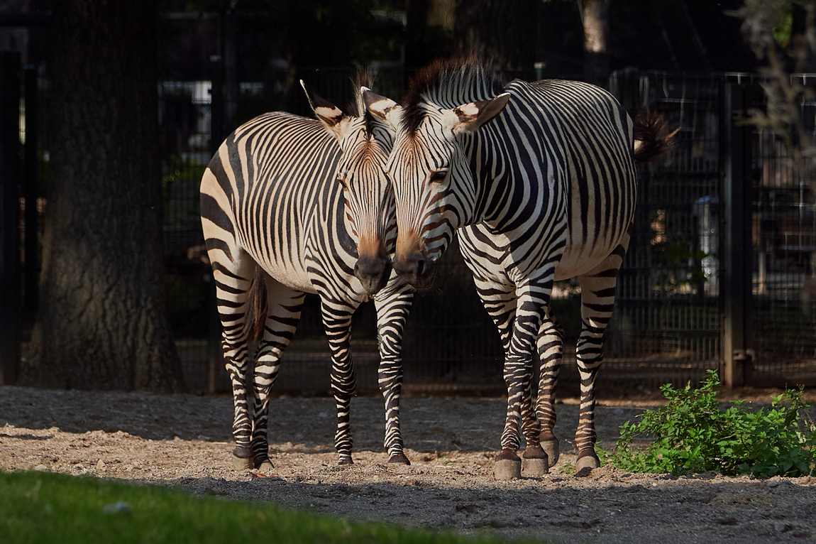 krefeld zoo photo 4
