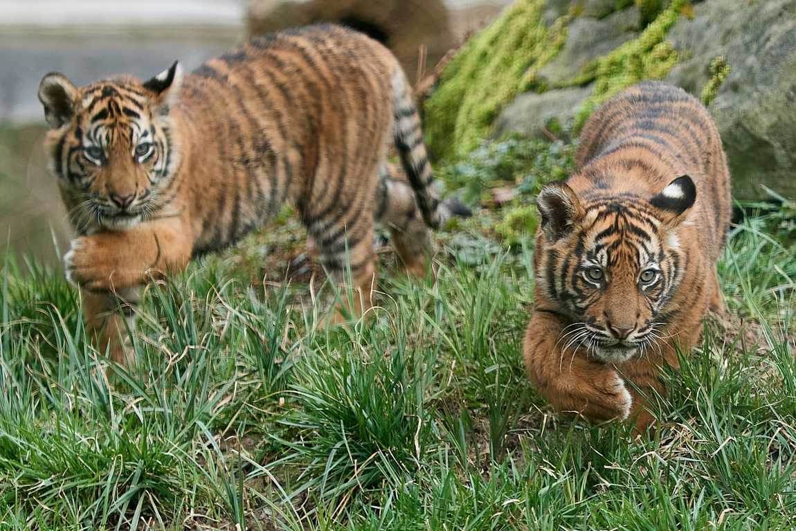 krefeld zoo photo 1