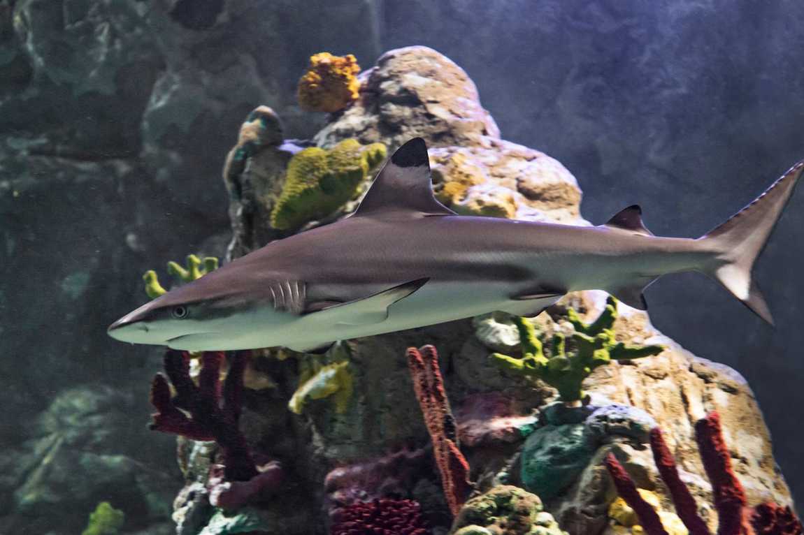 sea life charlotte-concord aquarium photo 3