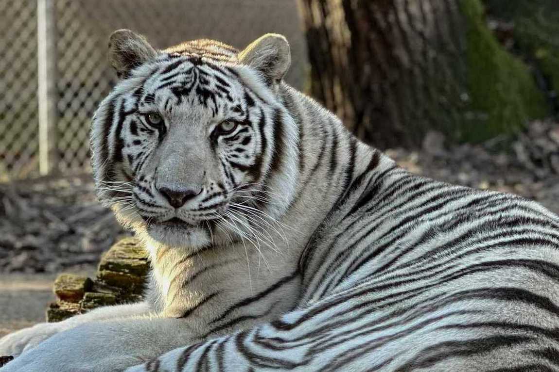 tiger world photo 6