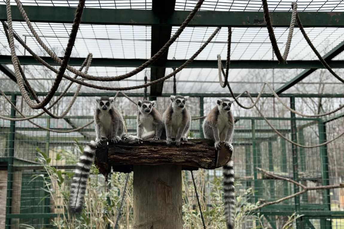 tiger world photo 4