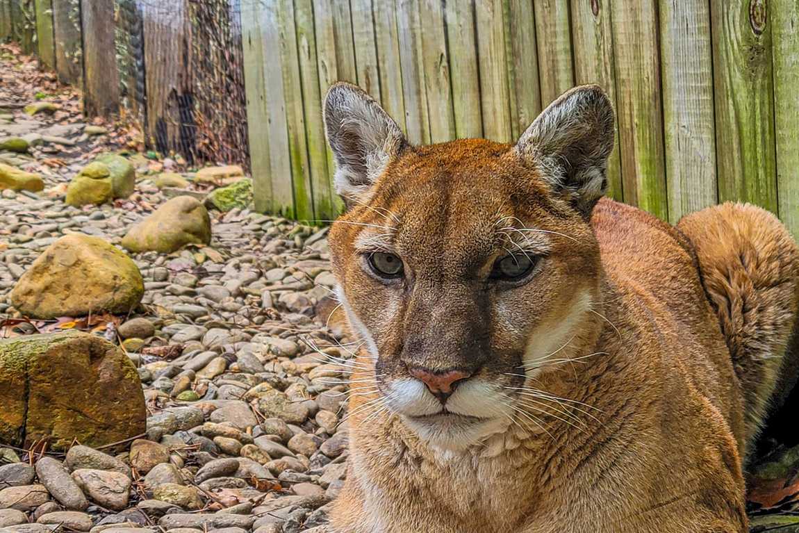 wnc nature center and wildlife park photo 5