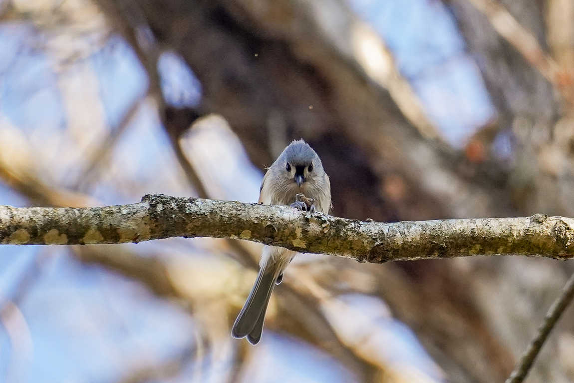 wnc nature center and wildlife park photo 6