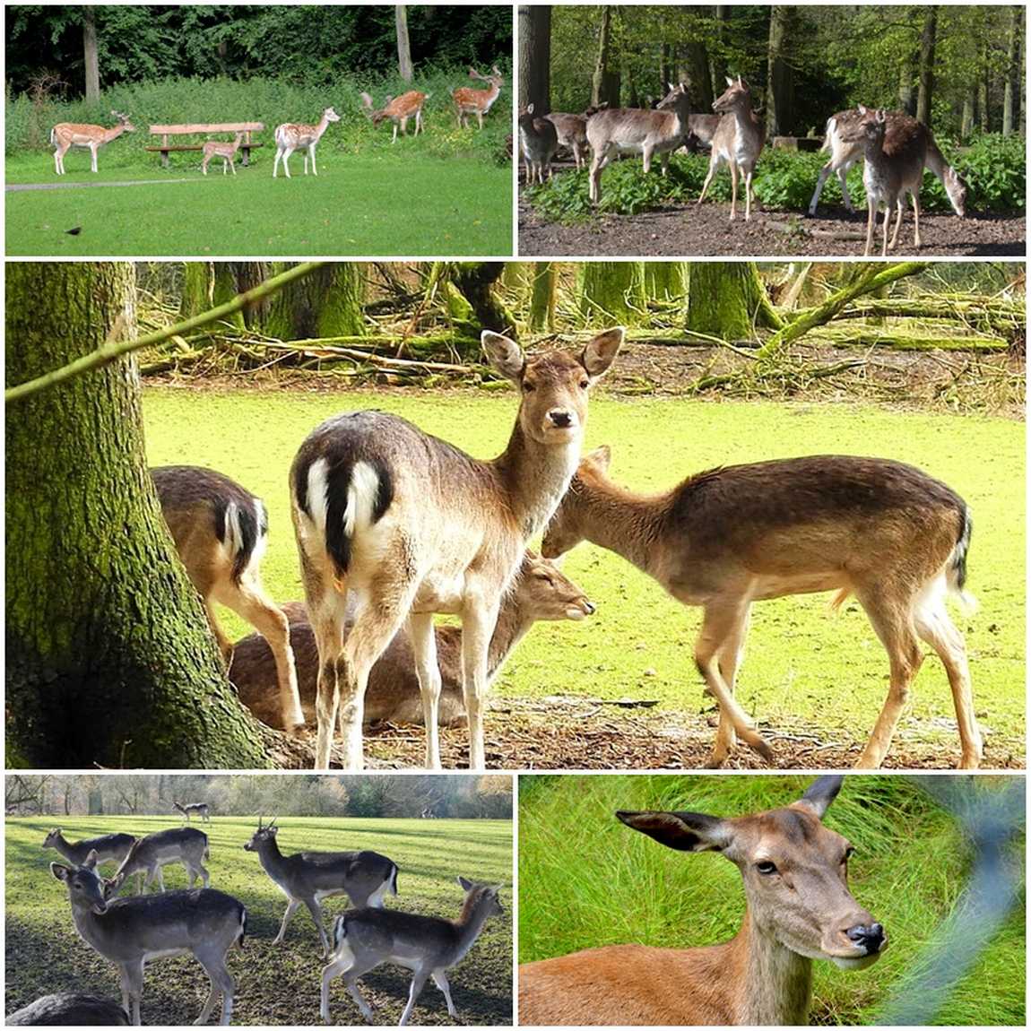 grafenberger wildpark photo 1