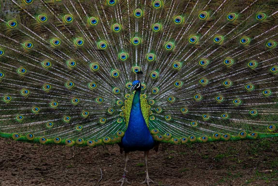 zoo neuwied photo 3