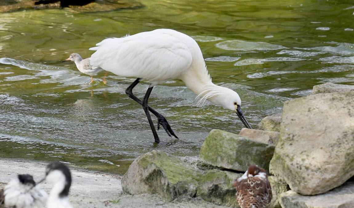 bochum zoo photo 2