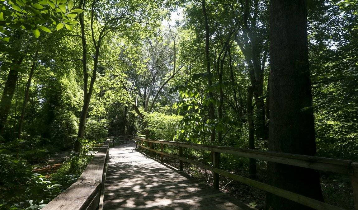 bog garden at benjamin park photo 2