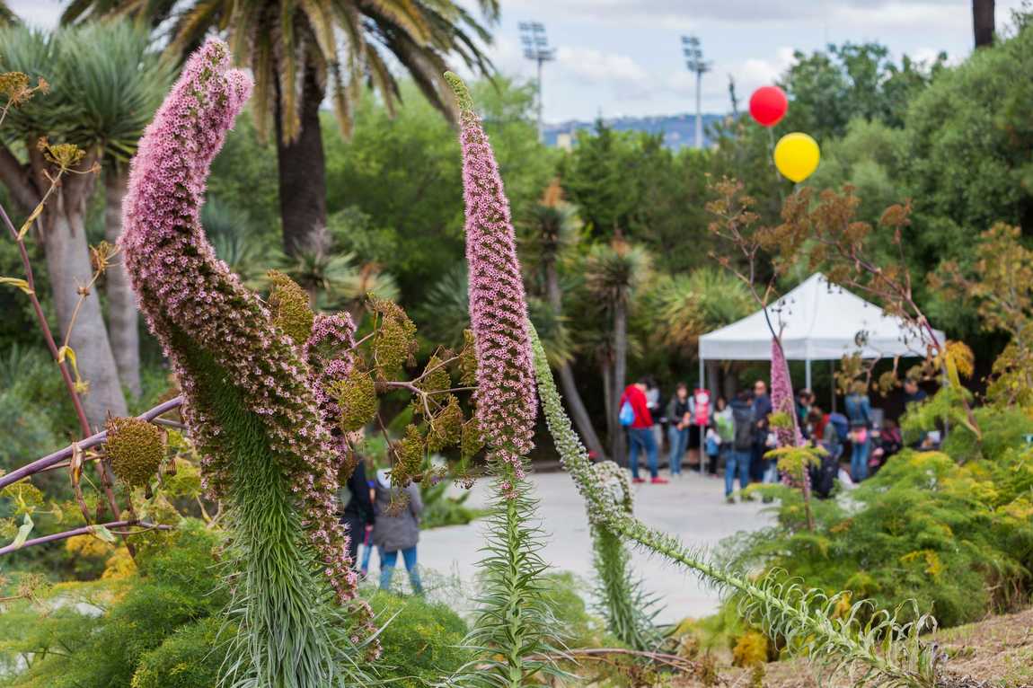 botanical garden of barcelona  photo 1