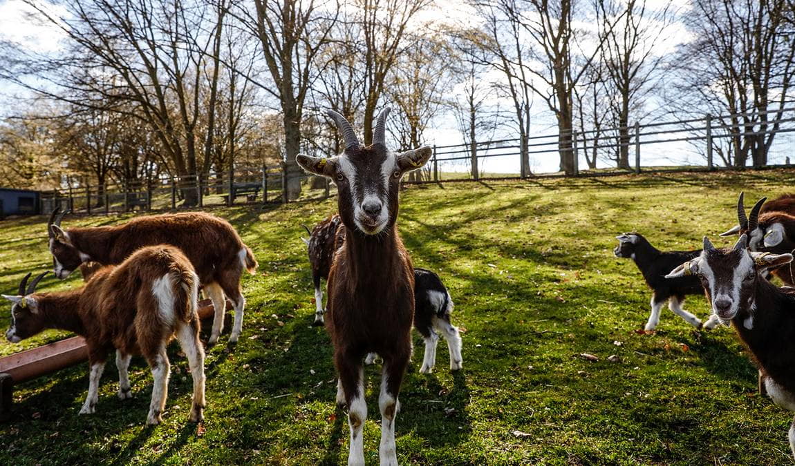 britzer garten farm photo 1