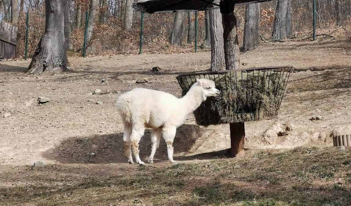 brno zoo photo 11