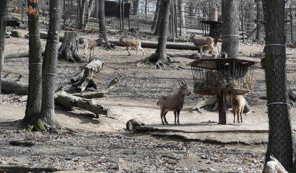brno zoo photo 1