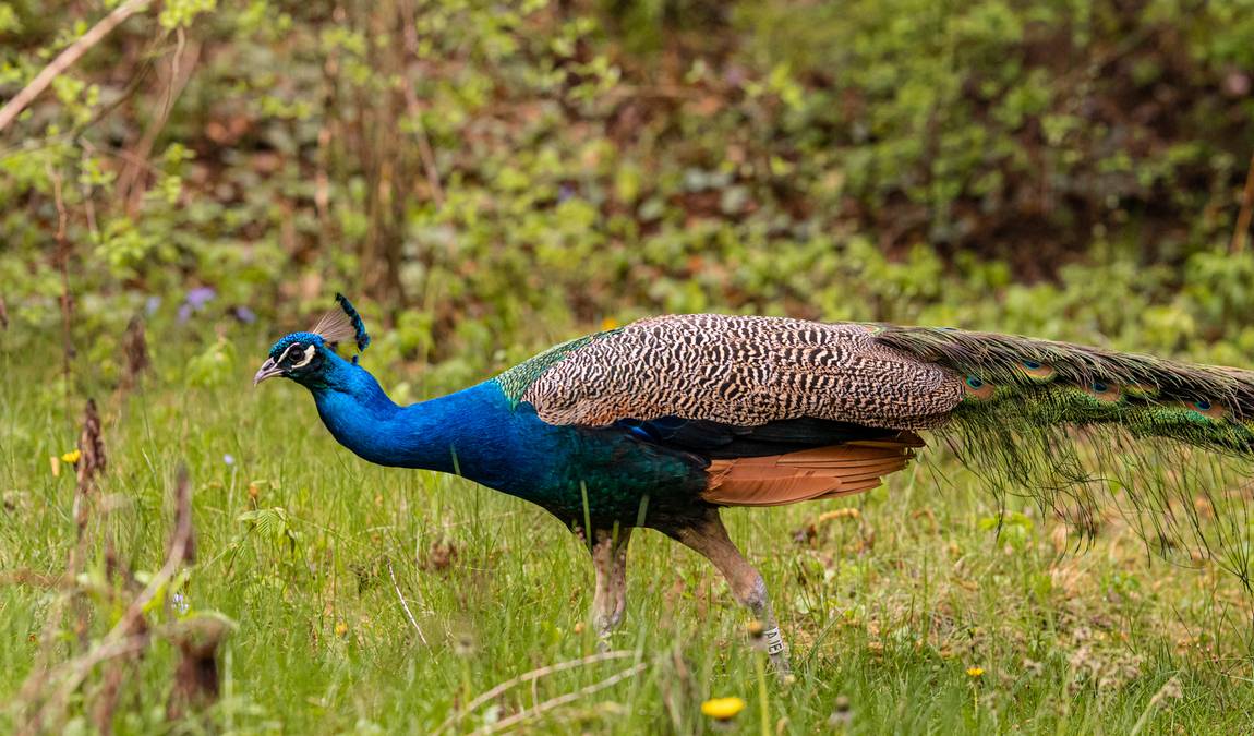 brno zoo photo 4