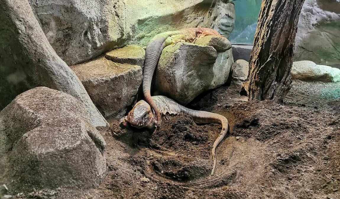 brno zoo photo 5