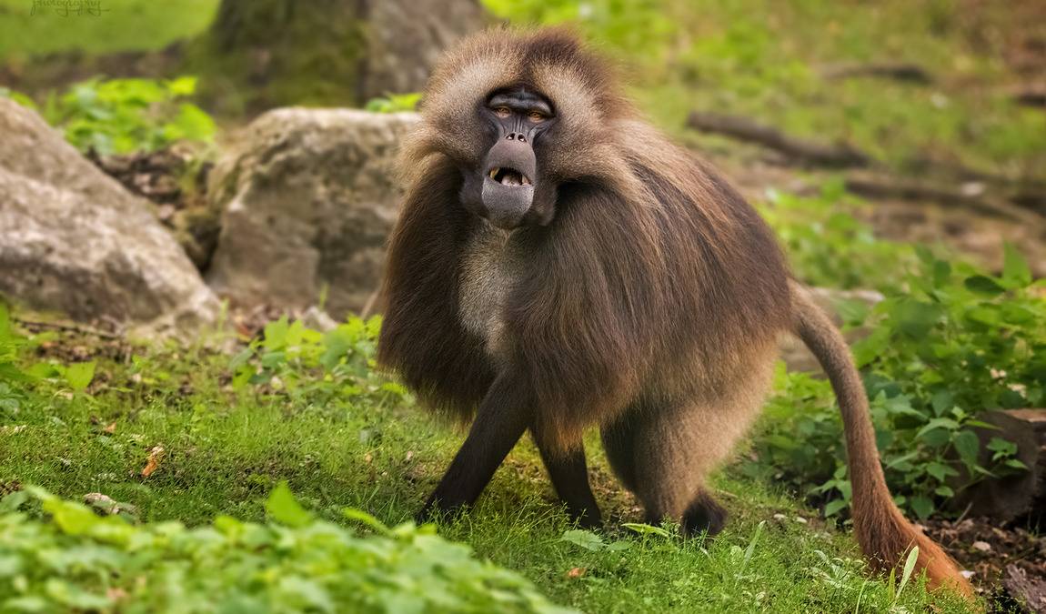 brno zoo photo 6