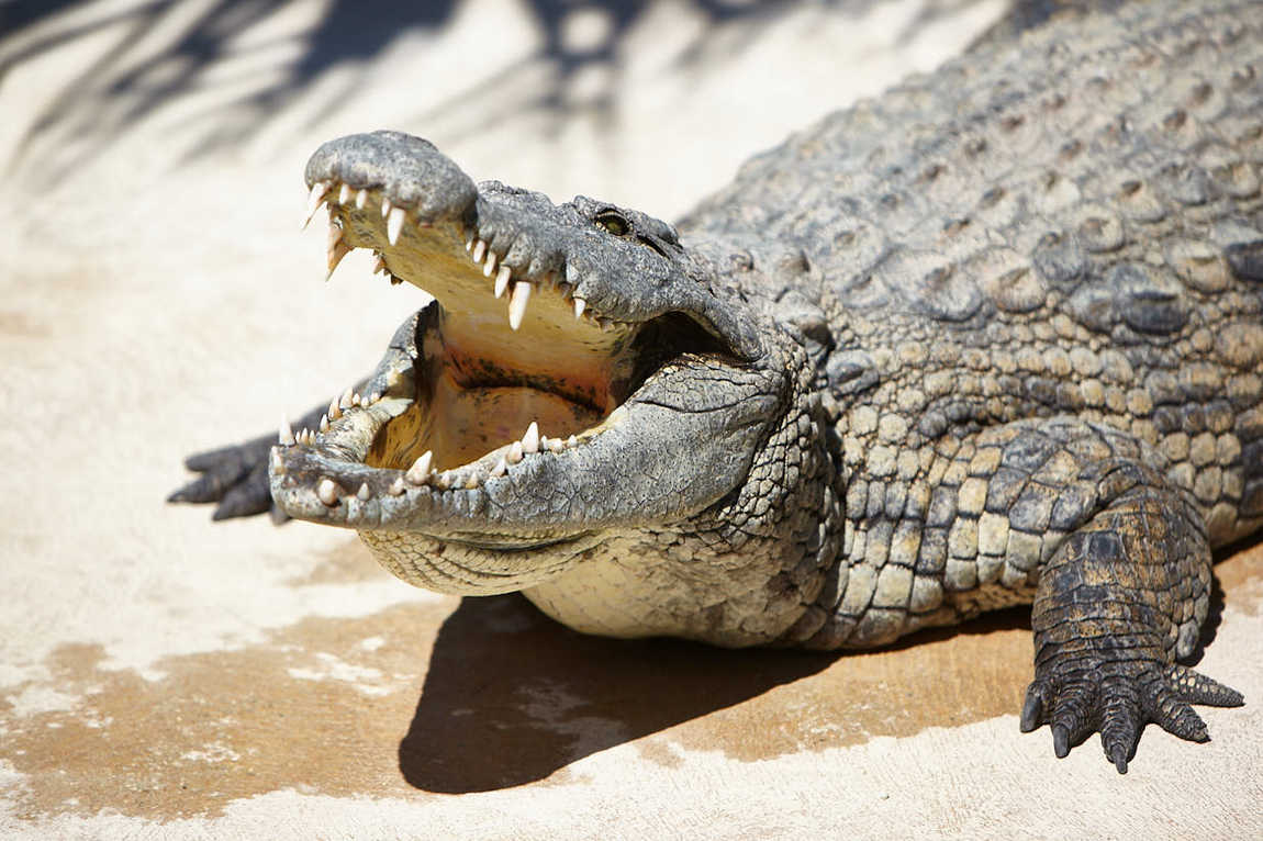 crocodile park torremolinos photo 2