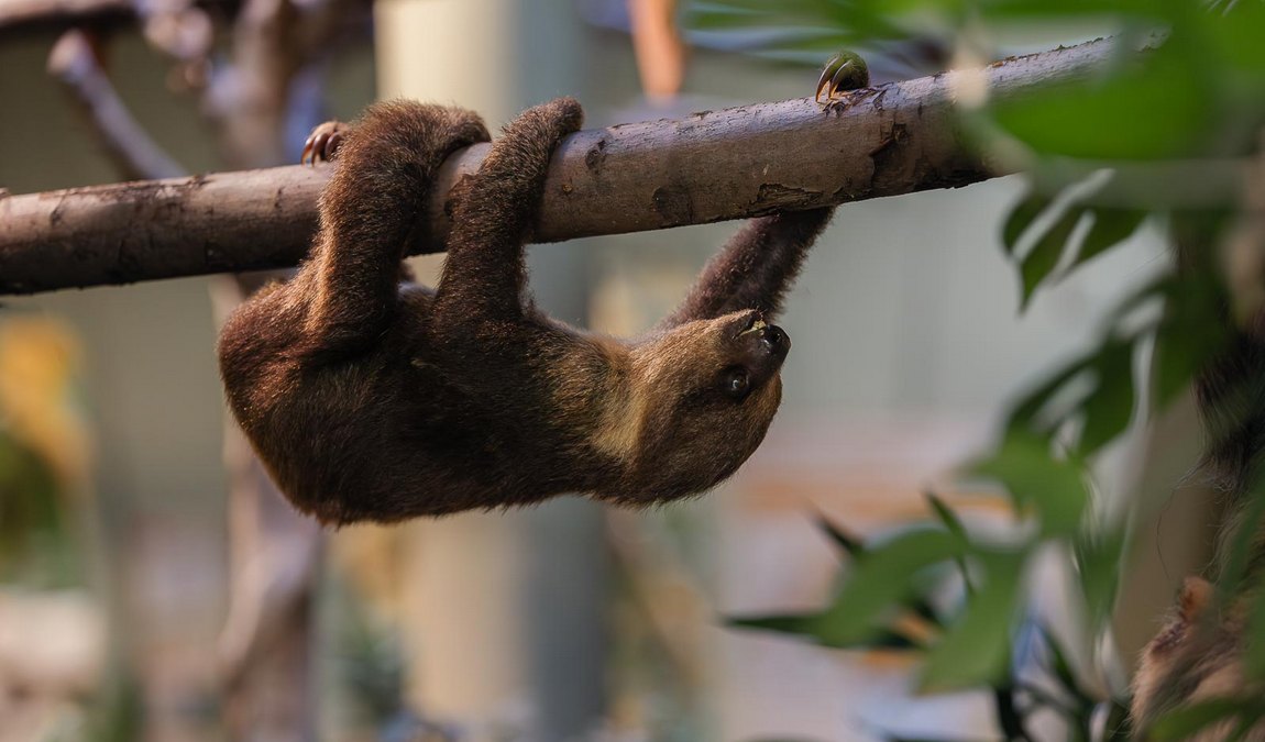 dresden zoo photo 9
