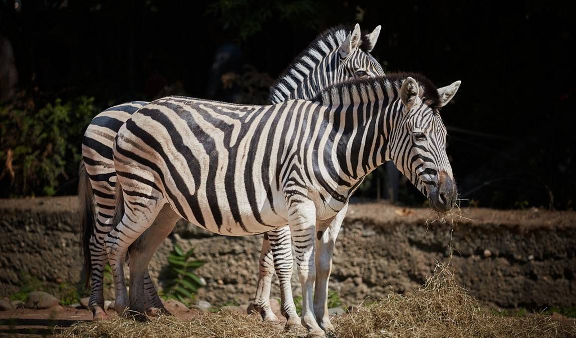 dresden zoo photo 13