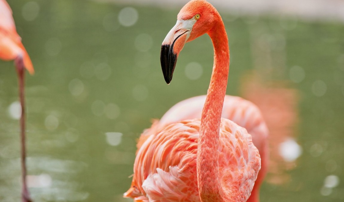 dresden zoo photo 1