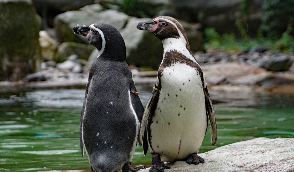 dresden zoo photo 4