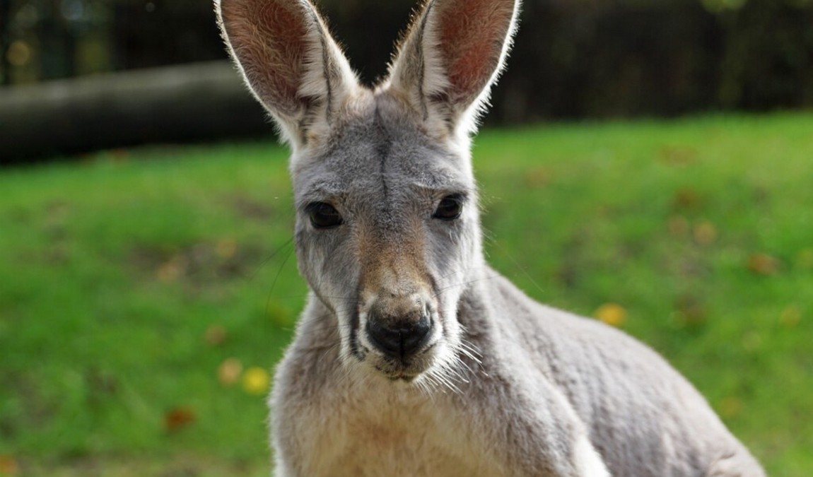 dresden zoo photo 5