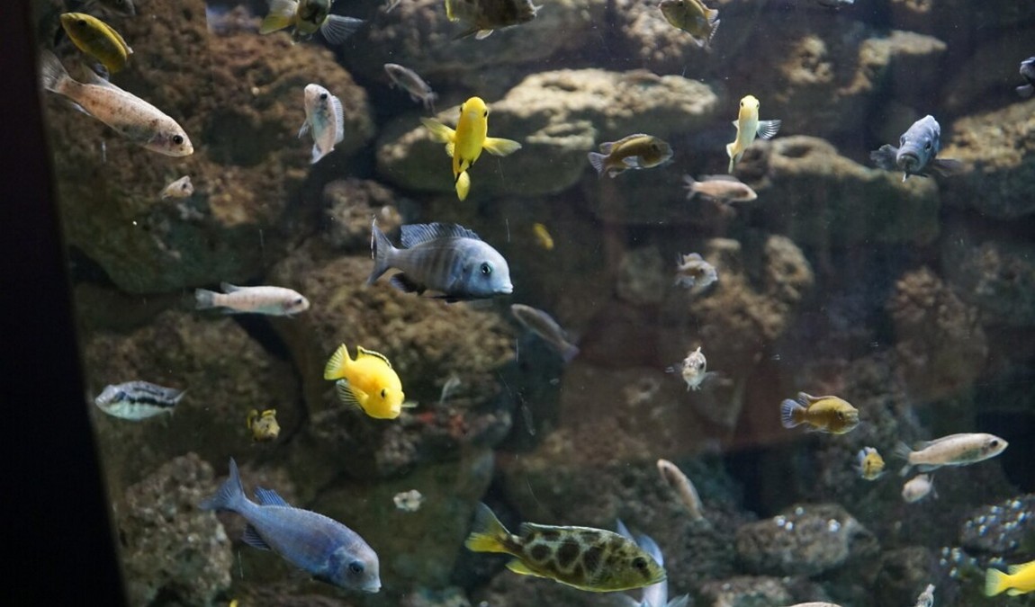 dresden zoo photo 7