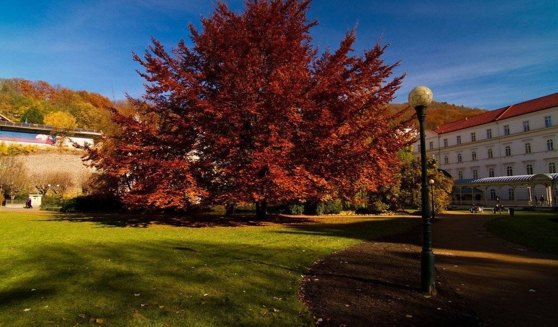dvorak park photo 6